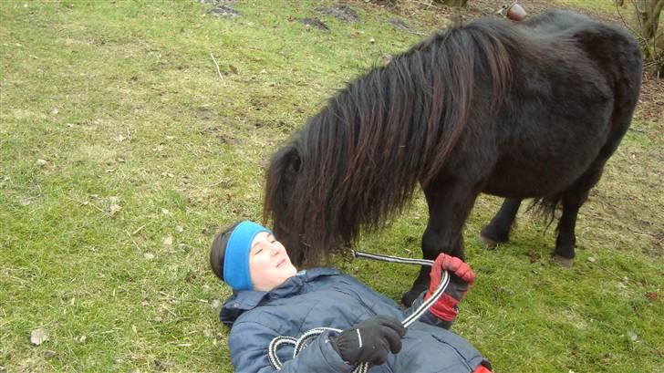 Shetlænder Emil - Han er ved at spise mit øre billede 9