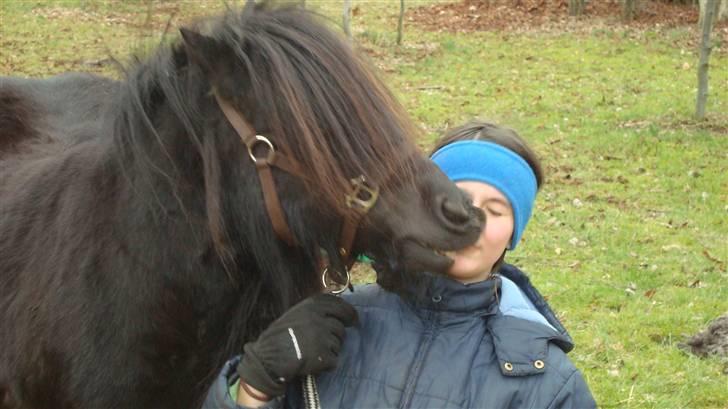 Shetlænder Emil - Kysser mig :) billede 10