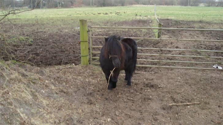 Shetlænder Emil - Leger med en pind ? :D billede 11
