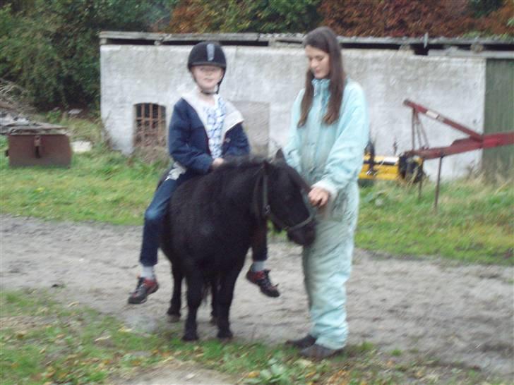 Shetlænder Emil - Han er da ridevant. ;b billede 12