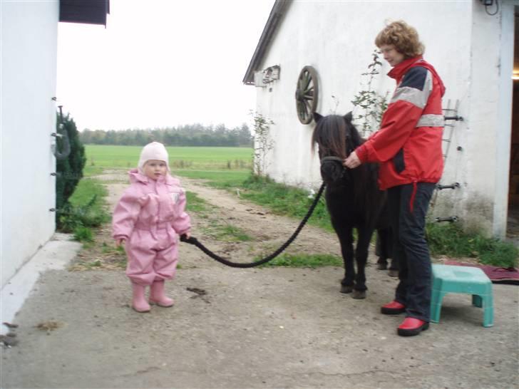 Shetlænder Emil billede 13