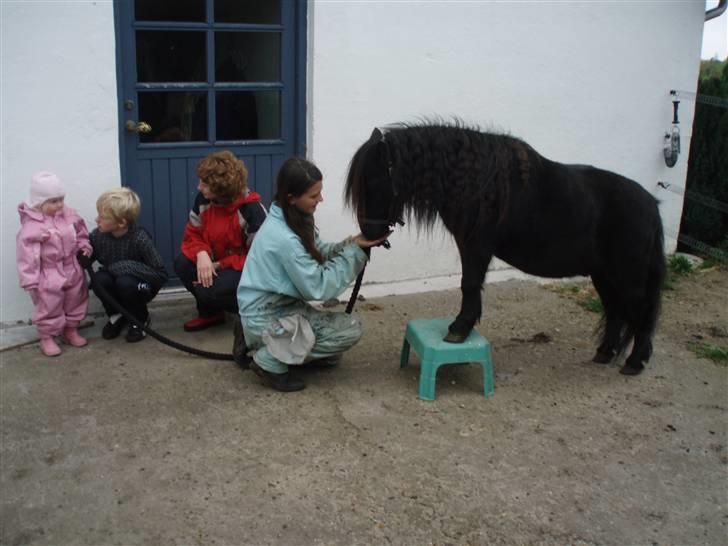 Shetlænder Emil - Triks: Stå på skammel. :) billede 14