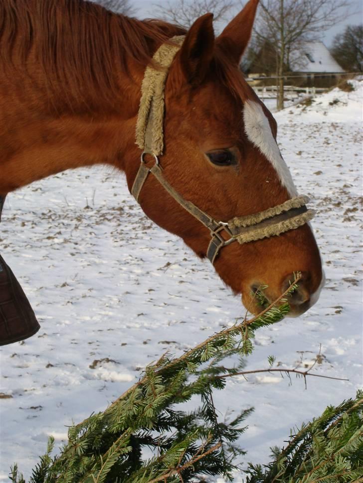 Frederiksborg Malou Fuglebjerg(Aflivet) billede 13