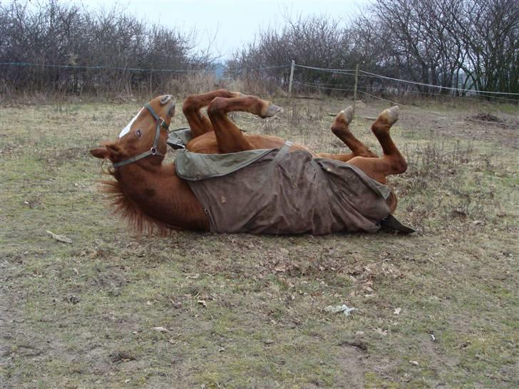 Frederiksborg Malou Fuglebjerg(Aflivet) billede 14