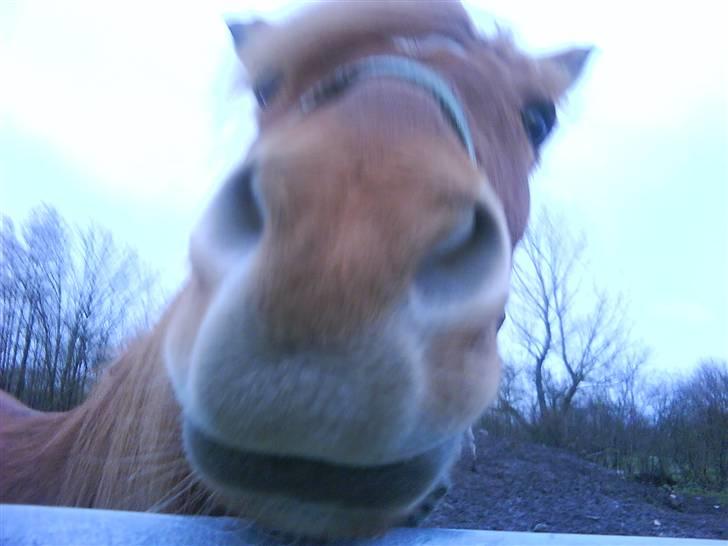 Islænder toke billede 3