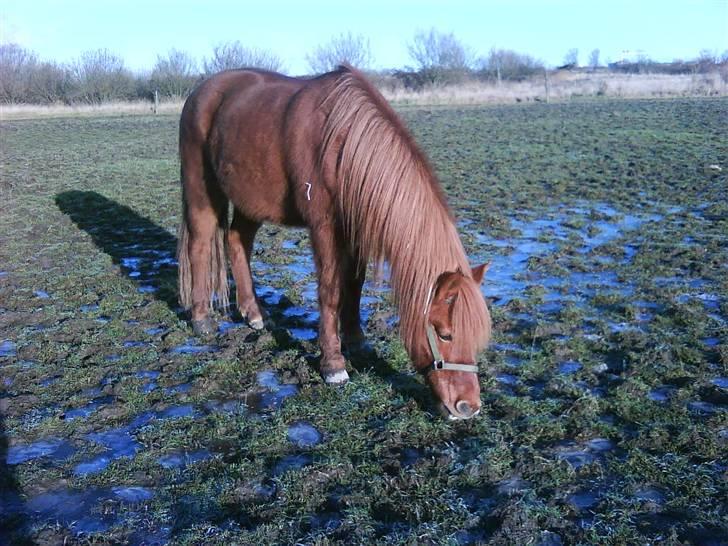 Islænder toke billede 4