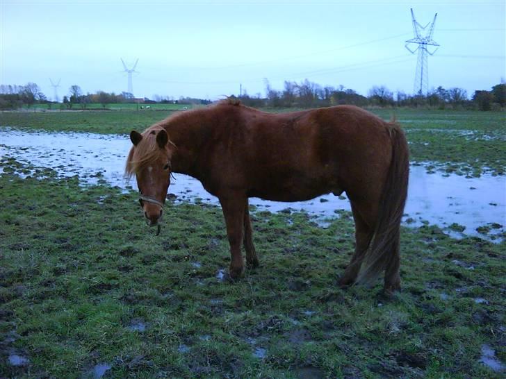 Islænder toke billede 5