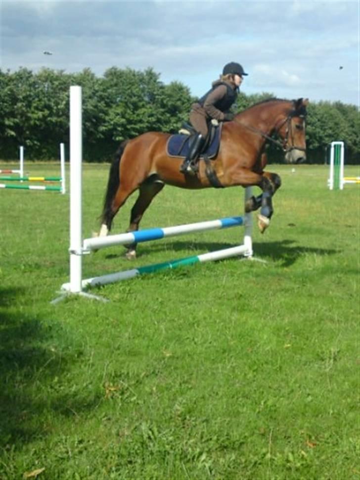 Anden særlig race Torja (Halvpart) - #13 billede 13