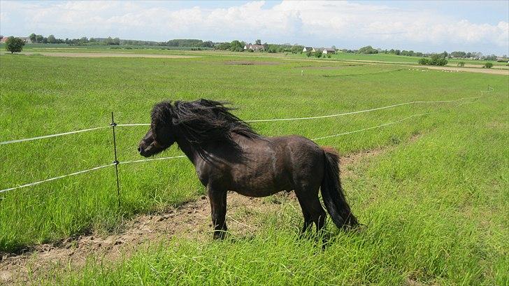 Shetlænder Wibi v.d lage haar SOLGT billede 7