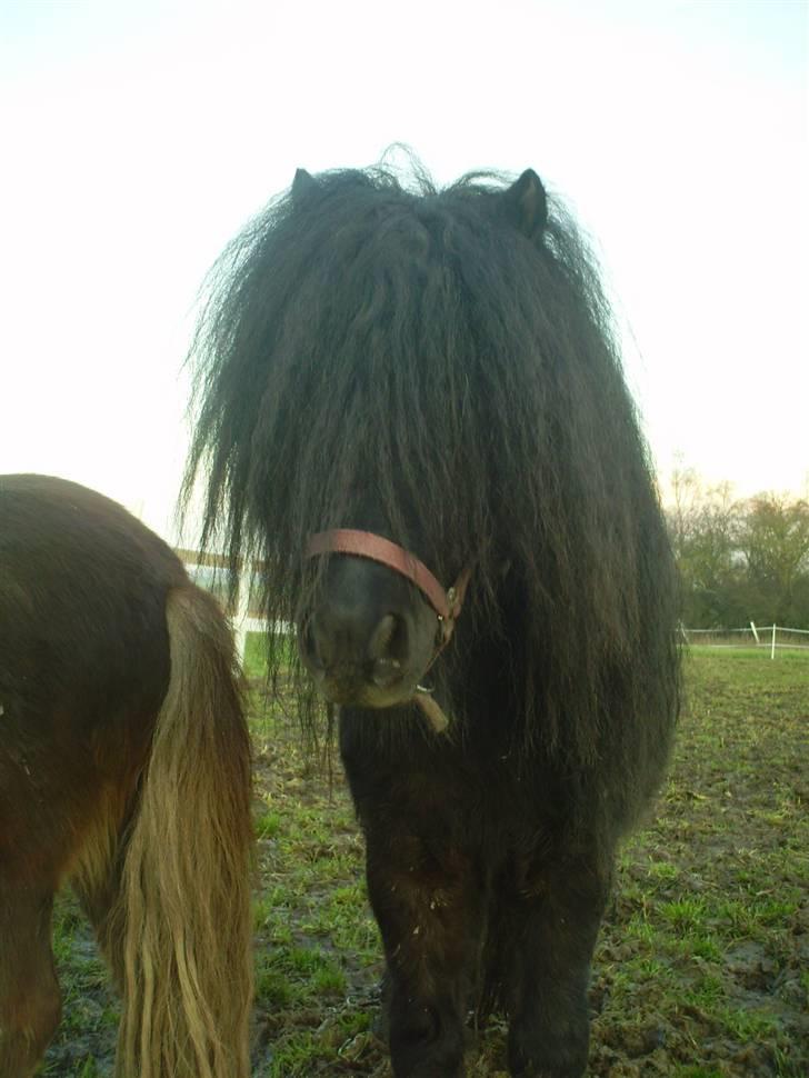 Shetlænder Wibi v.d lage haar SOLGT billede 8