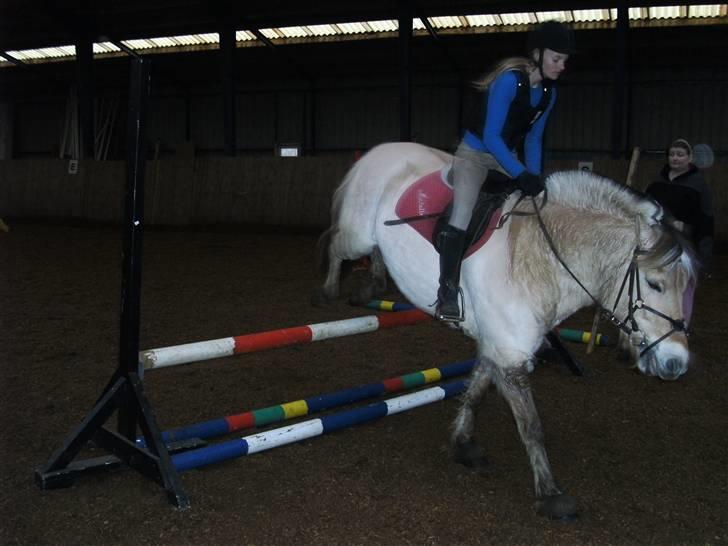 Fjordhest Obelix<3 *solgt* :`( - *10 mig og obe springer<3 billede 10