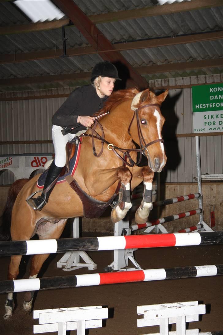 Hollandsk Sportspony Harpo Van De Haverkamp billede 12