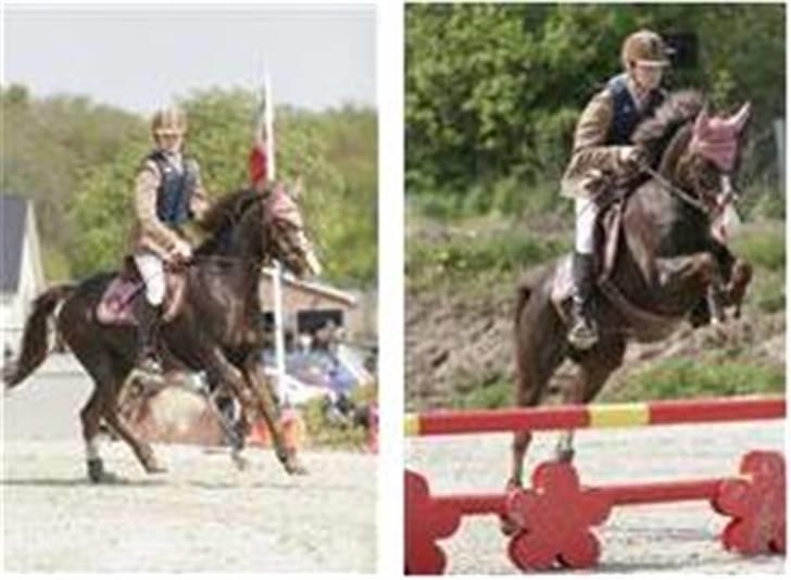 Tysk Sportspony Frenki  billede 2