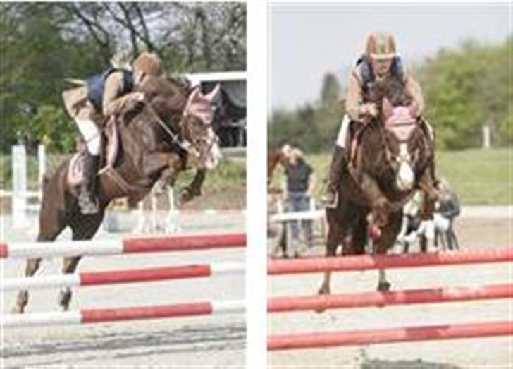 Tysk Sportspony Frenki  billede 3