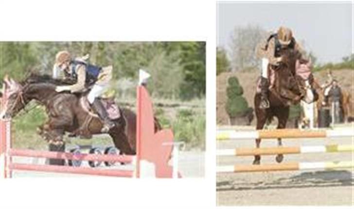 Tysk Sportspony Frenki  billede 4