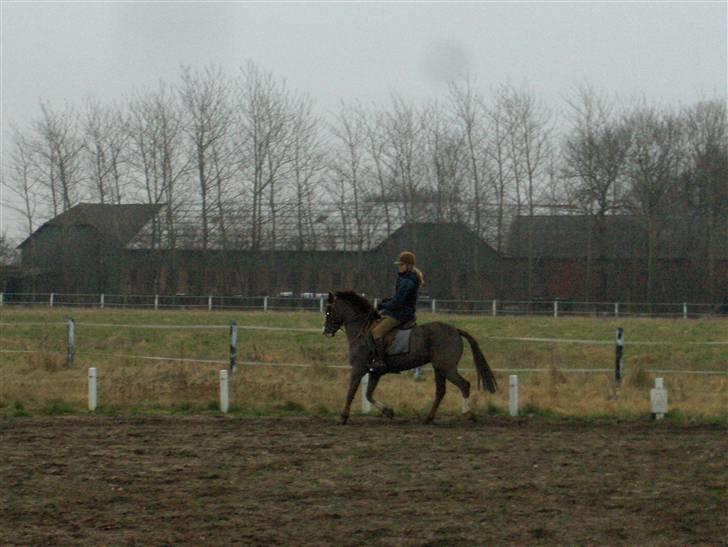 Tysk Sportspony Frenki  billede 5