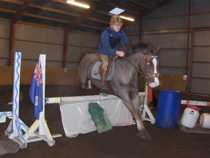 Tysk Sportspony Frenki  billede 7