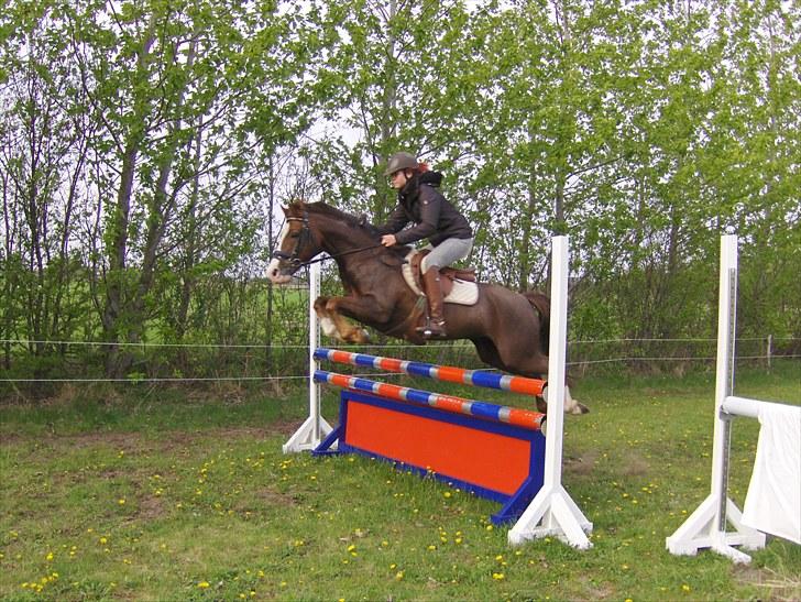 Tysk Sportspony Frenki  billede 8