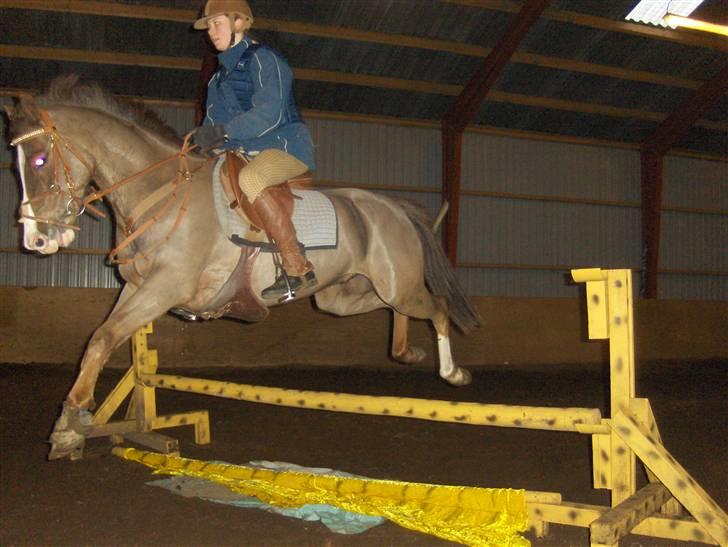 Tysk Sportspony Frenki  billede 9