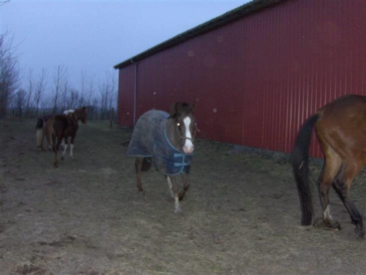 Tysk Sportspony Frenki  billede 10