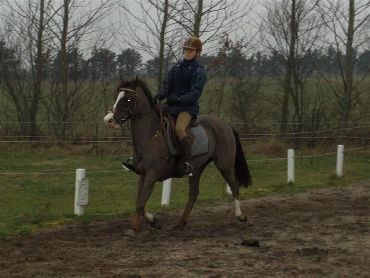 Tysk Sportspony Frenki  billede 11