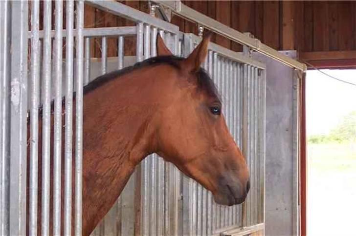 Dansk Varmblod Shakira *SOLGT* - Lige været i bad efter hård ridetur ;P billede 1
