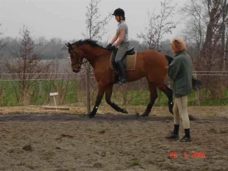 Dansk Varmblod Shakira *SOLGT* - Til undervisnig som fire års ca. billede 2