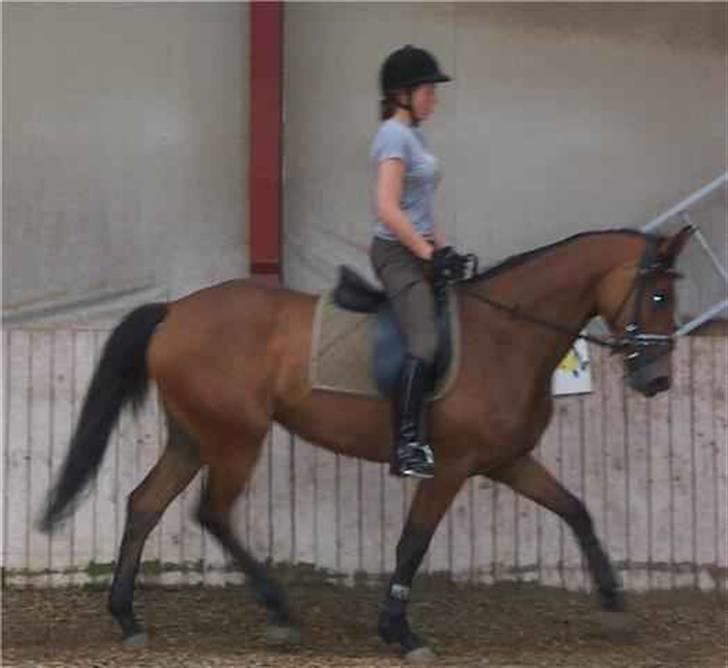 Dansk Varmblod Shakira *SOLGT* - Tilridning, redet ca to måneder .. billede 5