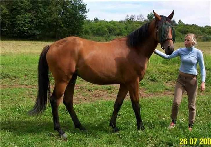 Dansk Varmblod Shakira *SOLGT* - Sommerfold hygge, lige knap tre år .. billede 6