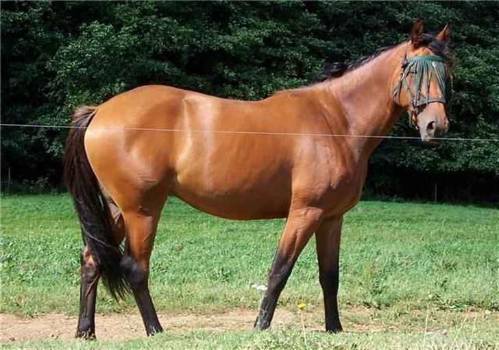 Dansk Varmblod Shakira *SOLGT* - På velfortjent sommerferie, omkring de 4 år .. billede 7