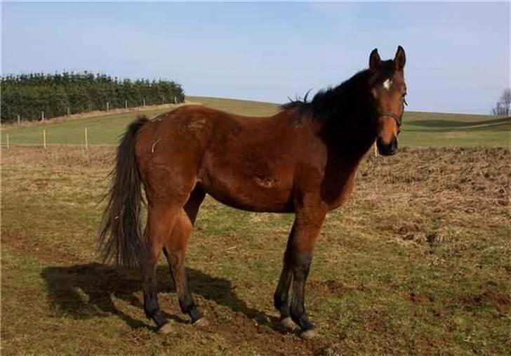 Dansk Varmblod Shakira *SOLGT* - Der har vi min lille bamse som knap to års .. billede 8