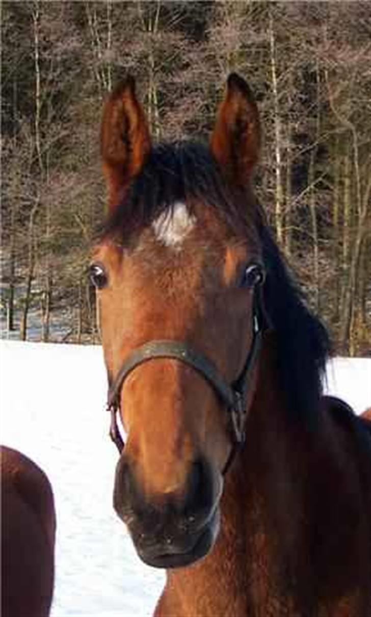 Dansk Varmblod Shakira *SOLGT* - Stadig to års og meget opmærksom.. ;) billede 9