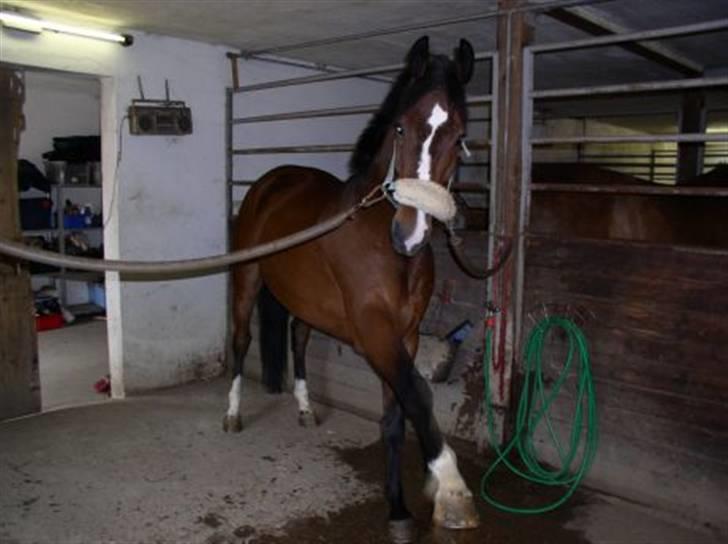 Dansk Varmblod Rolando *Solgt* billede 16