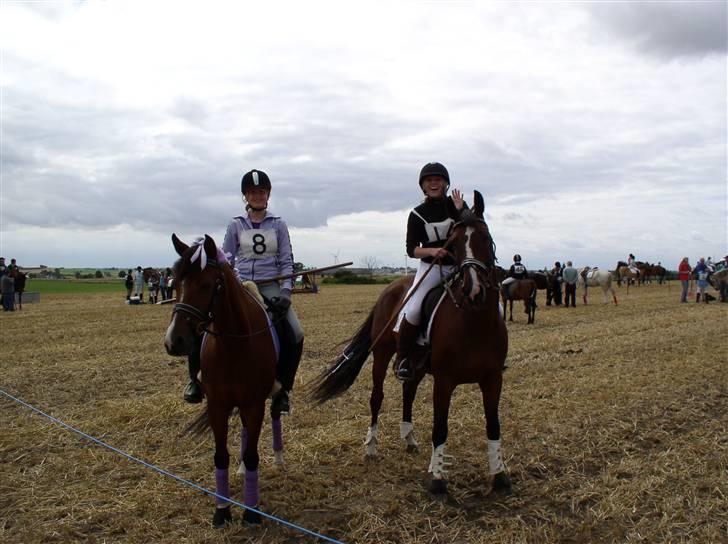 Dansk Varmblod Rolando *Solgt* billede 17