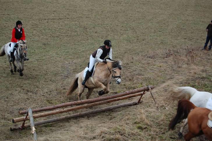 Fjordhest Aija Romeo - Jagten i Ølstykke :) Det var sjovt :D 2010 billede 11