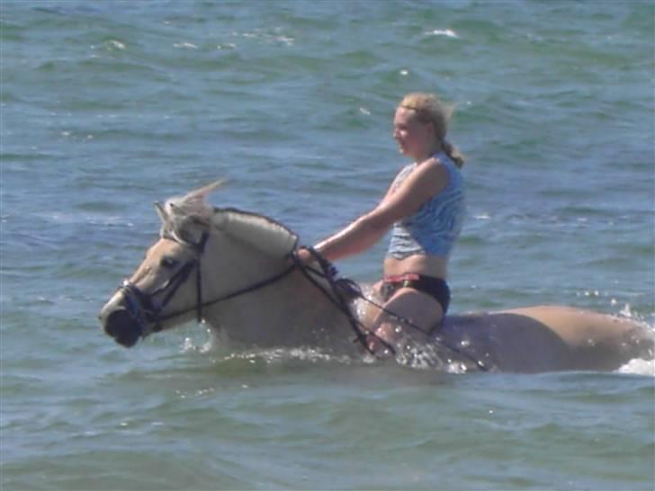 Fjordhest Aija Romeo - Ude at bade:) billede 12