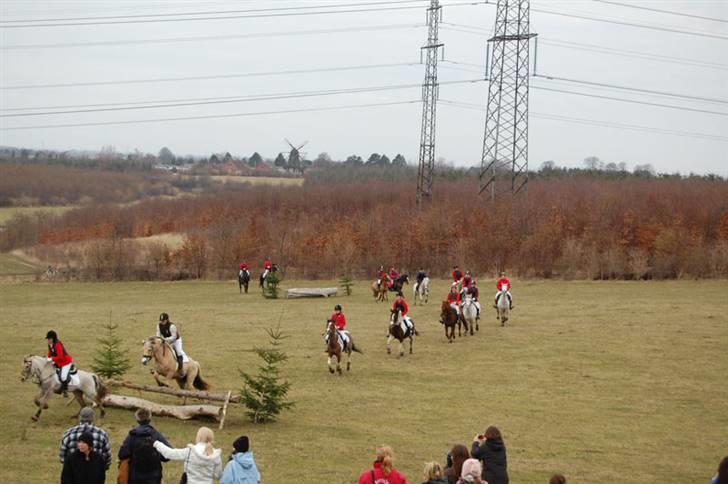 Fjordhest Aija Romeo - Jagten i ølstykke :) 2010 billede 13