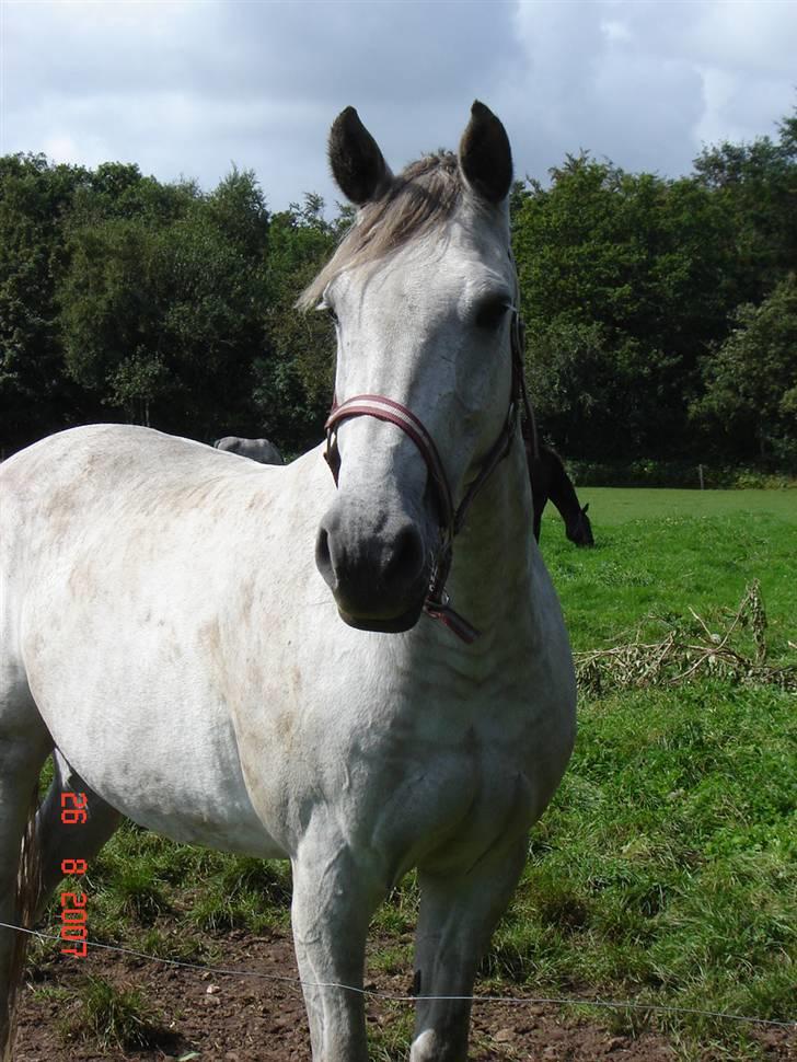 Holstener Carmen - Carmen august 2007 billede 1