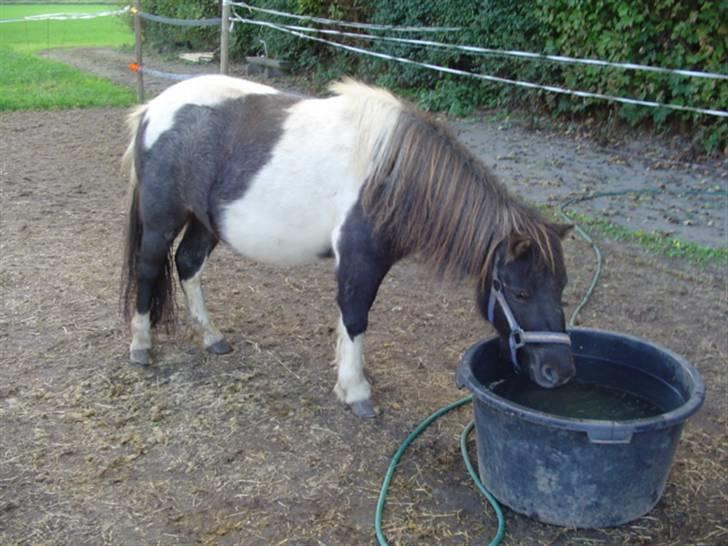 Shetlænder Ronja :) - ummmm.... lidt vand dejligt billede 1