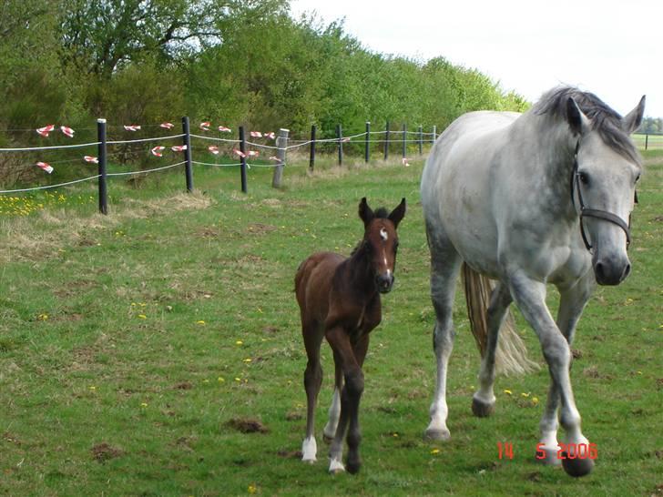 Holstener Carmen - Carmen og Cado maj 2006 billede 2
