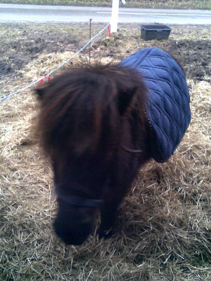 Shetlænder Molly billede 12