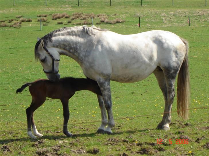 Holstener Carmen - Carmen og Cado maj 2006 billede 3