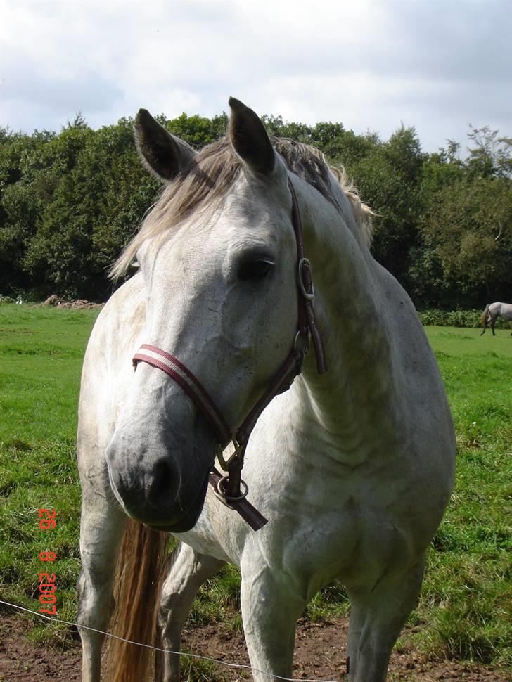 Holstener Carmen - Carmen august 2007 billede 4