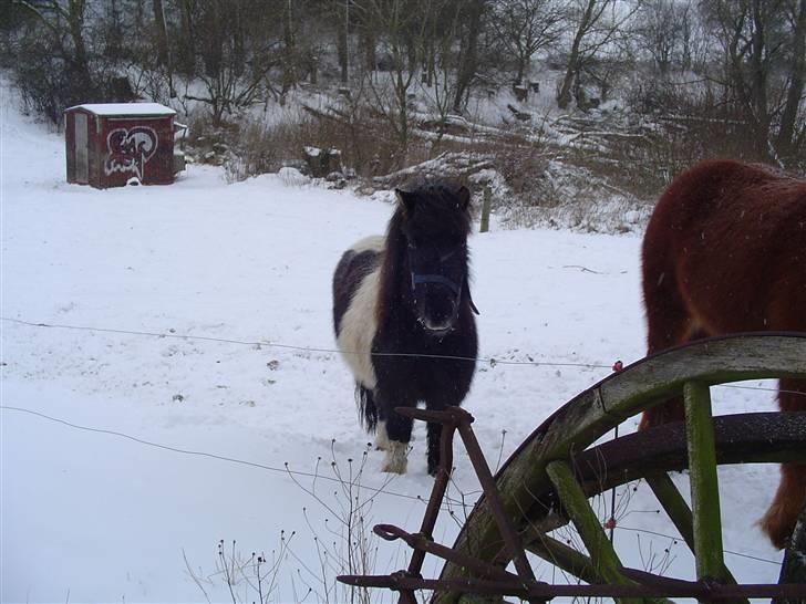 Shetlænder Ronja :) - sne sne billede 2