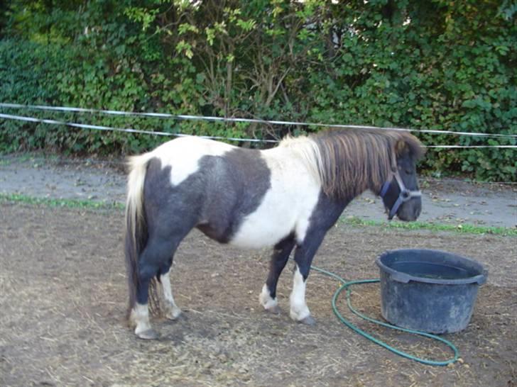 Shetlænder Ronja :) billede 3