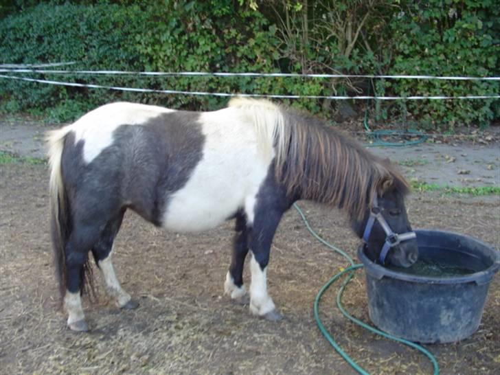 Shetlænder Ronja :) billede 4