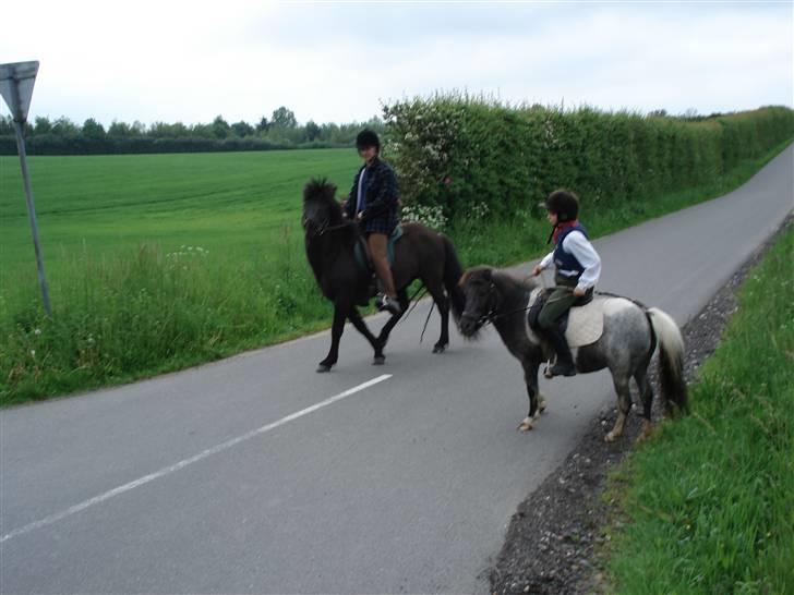 Shetlænder Ronja :) - det er mig og ronja til højre billede 5