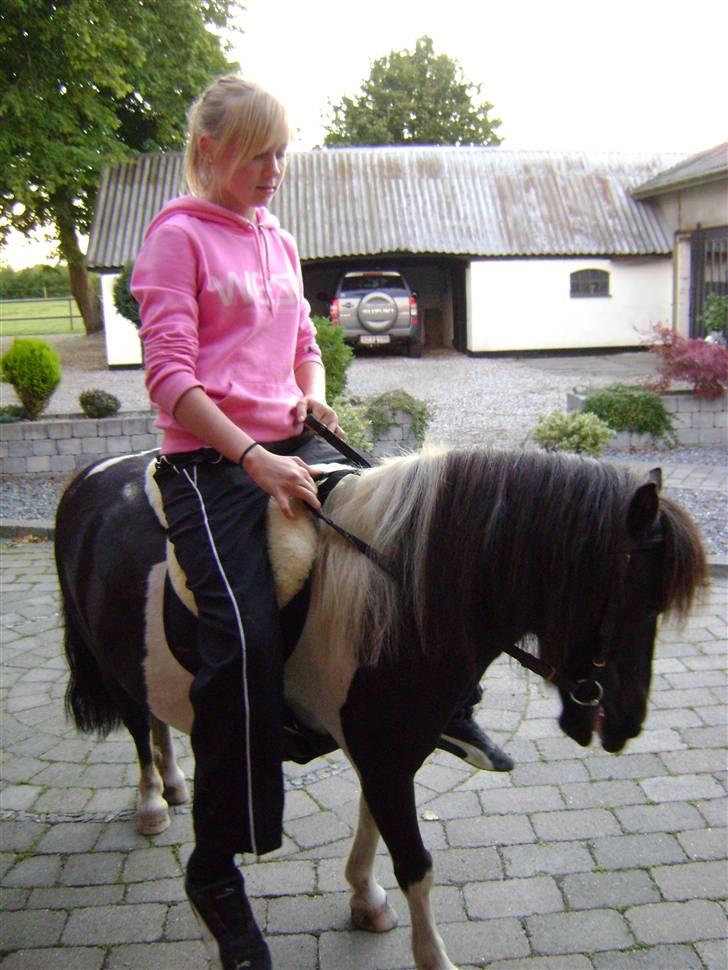 Shetlænder Fighter billede 19