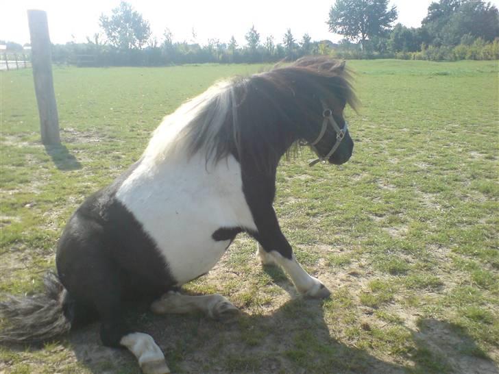 Shetlænder Fighter billede 20