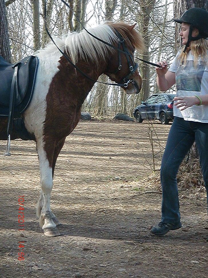 Islænder Sólfari Von f. Mosedalen billede 11